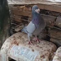 کبوتر هفترنگ و طوقی و سبز|پرنده|سبزوار, رباط|دیوار