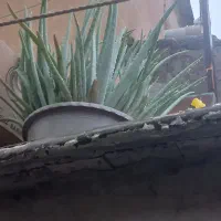 فروش گل|گل و گیاه طبیعی|مریوان, |دیوار