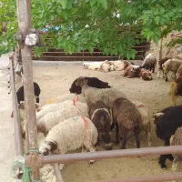 جلو خونه گوسفند با باسکول دیجیتال زنده|حیوانات مزرعه|تهران, سبلان (لشگر)|دیوار