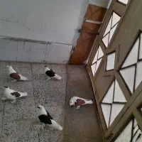 پرپا گلی تزئینی|پرنده|تربت‌حیدریه, رضاشهر|دیوار