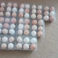 تخم نطفه دار