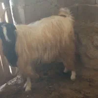 یک بز دو قلو خودشم آبستن با یک چپش پاکستانی59/500م