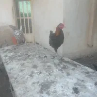 تعدادی مرغ و خروس به فروش میرسد|حیوانات مزرعه|چمران, |دیوار