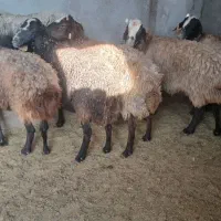 گوسفند میش جوان شال