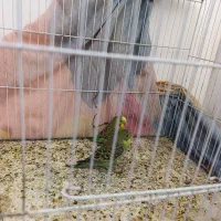 مرغ عشق دستی فروشی و معاوضه