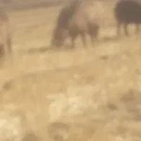 قوچ ۴رون|حیوانات مزرعه|خانمیرزا, |دیوار