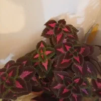 تعدادی گل طبیعی