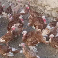 بوقلمون برنزه