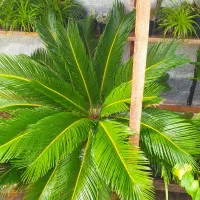 گل سیکاس بزرگ|گل و گیاه طبیعی|رشت, کوی یخ|دیوار