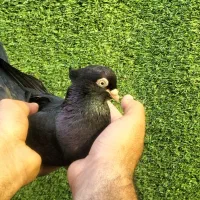 زاغ سیاه ابادانی|پرنده|بندر ماهشهر, |دیوار