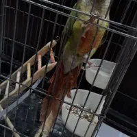 طوطی گرینچیک|پرنده|فردیس, سرحدی|دیوار