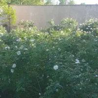 فروش بوته گل محمدی