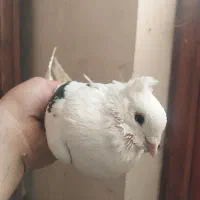 پشتار نر  تعویز