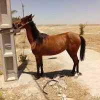 اسب مادیون ابستن-فروش فوری