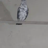 طوقی آبی،مشکی،سرخ،زرد،سرورکفترپرشی|پرنده|قم, هنرستان|دیوار