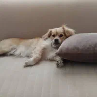 پامر روباهی