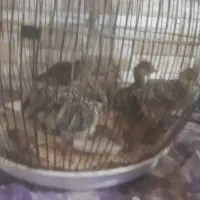 چوچه بوقلمون