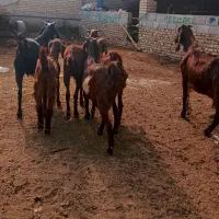 8راس بز جوان دورگ|حیوانات مزرعه|گنبد کاووس, |دیوار