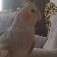 عروس هلندی نر هشت ماهه