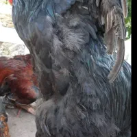 جوجه خروس 40 روزه  نژاد اصلاح شد بلک استار سوییسی