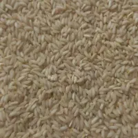 برنج درودلرستان