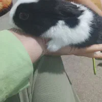 ۸عدد خرگوش کوچولو|موش و خرگوش|برازجان, |دیوار