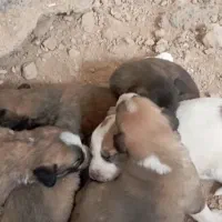 چند عدد توله سرابی اصل|سگ|شیراز, کاراندیش|دیوار