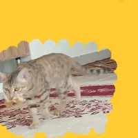 گربه گمشده  مژدگانی عالی|حیوانات|ایلام, |دیوار