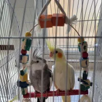 عروس هلندی بالغ