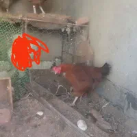 سه عدد مرغ تخم گذار|حیوانات مزرعه|آذرشهر, |دیوار