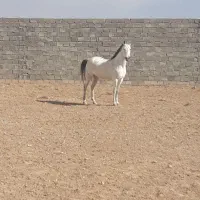 مادیون|اسب و تجهیزات اسبسواری|نجفآباد, حومه نجف آباد|دیوار