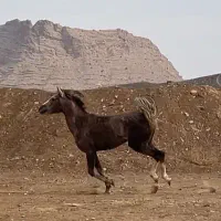 فروش اسب کرد|اسب و تجهیزات اسب‌سواری|نطنز, |دیوار