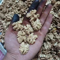 مغز گردوی تویسرکان