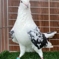 کبوتر پرشی|پرنده|قائمشهر, |دیوار