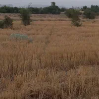 اجاره ۳۳هکتار زمین               جهت باغ قطره ایی
