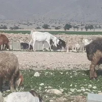 بز سفید گلابی حامله یک گلون داره دو کیلو شیر