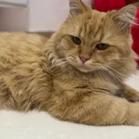 گربه پرشین گارفیلد