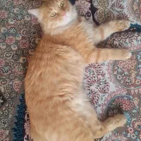 گربه ی نارنجی ما گم شده