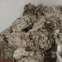 پشم گوسفندی تمیز شسته شده