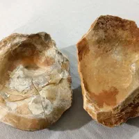 فسیل صدف دو کفه‌ای