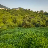 فروش باغ چای|فروش زمین و ملک کلنگی|رانکوه, |دیوار