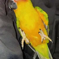 (طوطی خورشیدی گم شده)