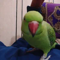 سرپرستی انواع پرنده مریض و سالم به اهده میگیرم