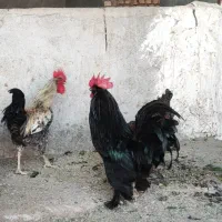 خروس پر پا و لاری