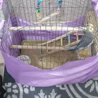 عروس هلندی|پرنده|گلستان (تهران), |دیوار