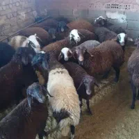 میش  بز  بره شیشک  بزغاله  تی بز|حیوانات مزرعه|خرم‌آباد, |دیوار