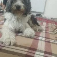 سگ ماده برای جفت گیری