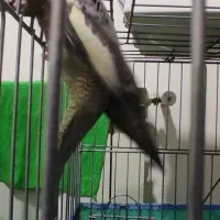 ماده عروس هلندی|پرنده|محمدیه-قزوین, |دیوار