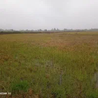 زمین شالی|فروش دفتر صنعتی، کشاورزی، تجاری|رانکوه, |دیوار