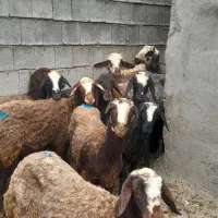 میش گوسفندجوان